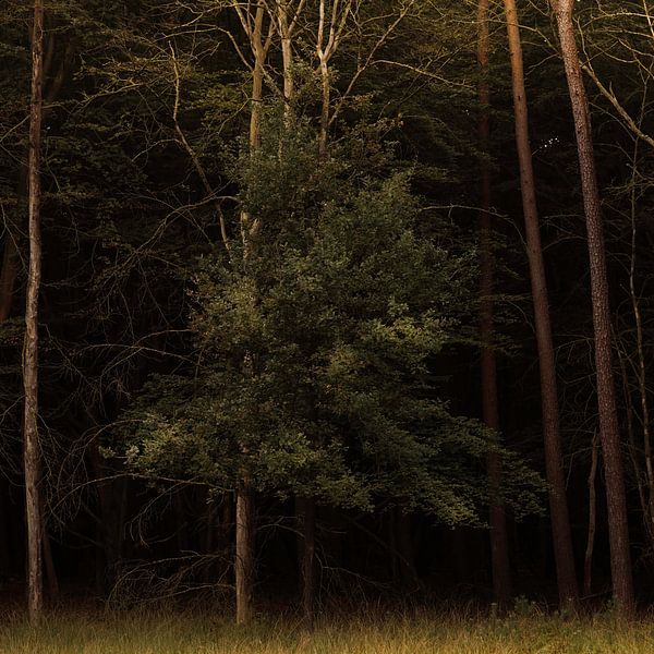 Bos van Saskia Schotanus