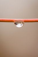 Wassertropfen auf Blume