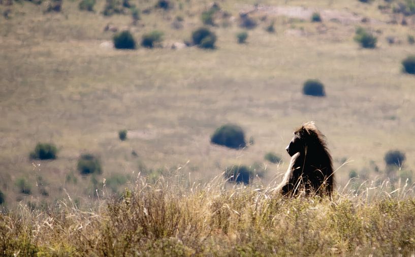 Afrique du Sud Baboon with a view par Timba Art
