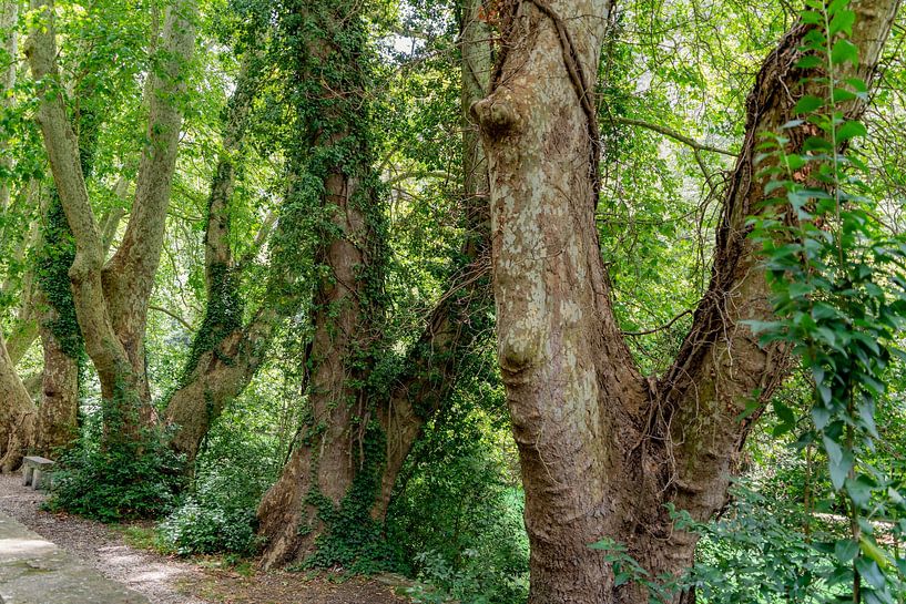 Plane tree trunks by Achim Prill
