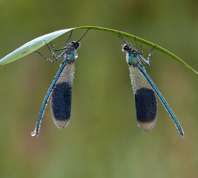 Samen slapen von Francois Debets