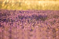 Lavendel Feld im Sommer