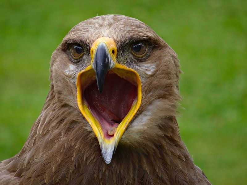 Steppearend by Fayola Henderikse