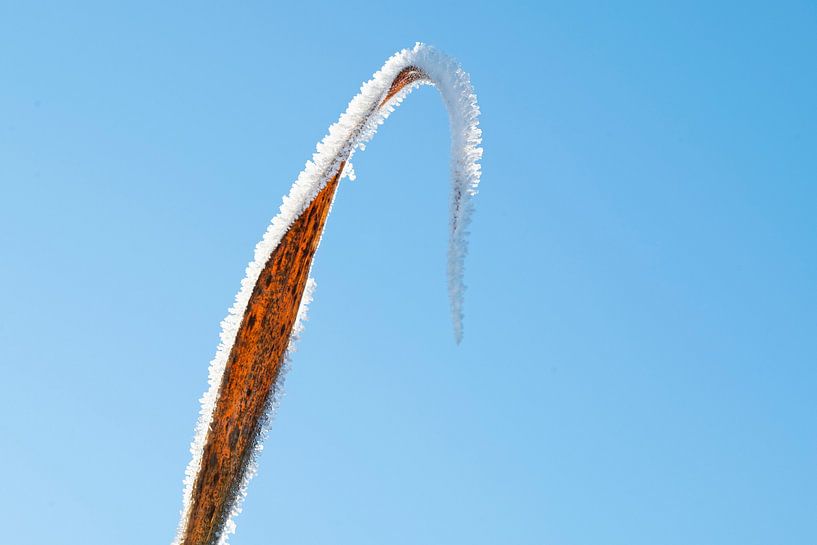 Leaf with ice crystals by Anjo Kan
