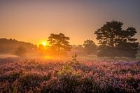 Brunssummerheide Sunrise