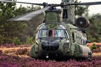 Chinook in der violetten Heide