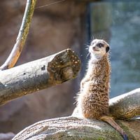 Meerkat on the lookout