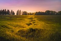 Wellington Trench -  Beaumont-Hamel Newfoundland Memorial