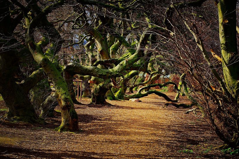 Bois du Diable par Dieter Ludorf