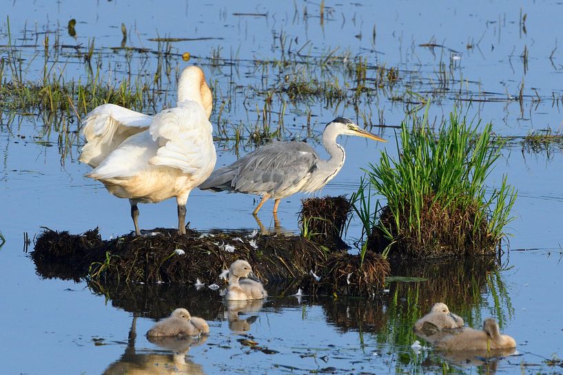 Höckerschwäne und Graureiher von Karin Jähne