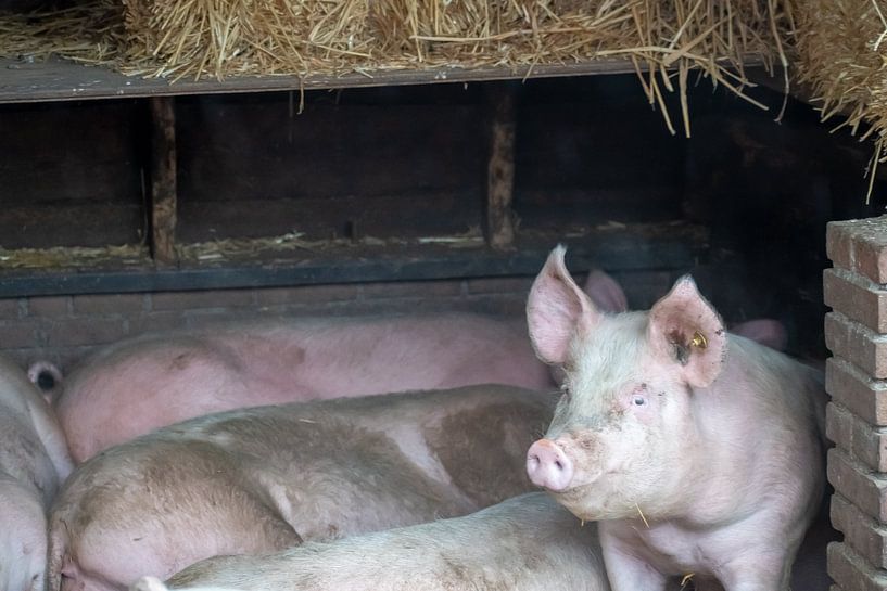 Vigilance par Truckpowerr