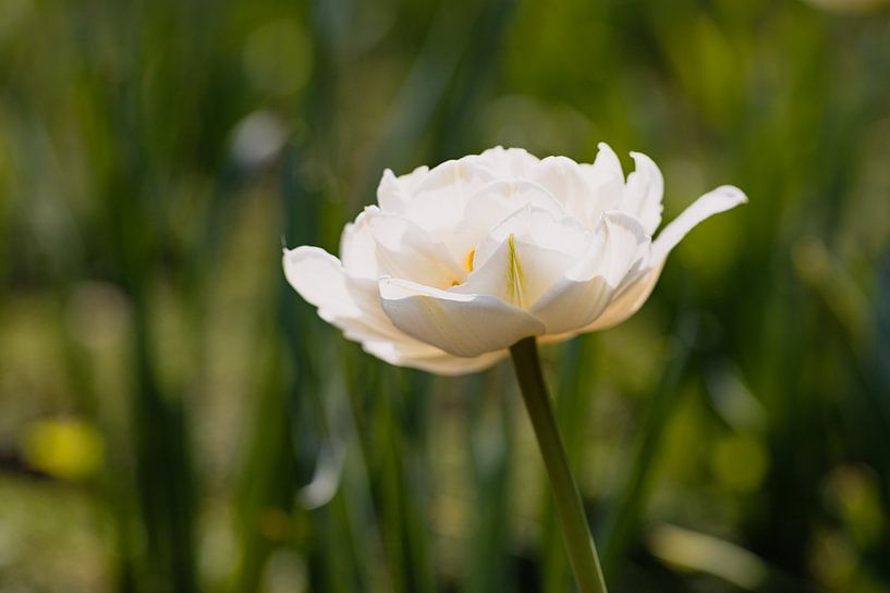 Fleur de tulipe blanche par Marc Heiligenstein