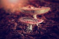 paddenstoel vliegenzwam