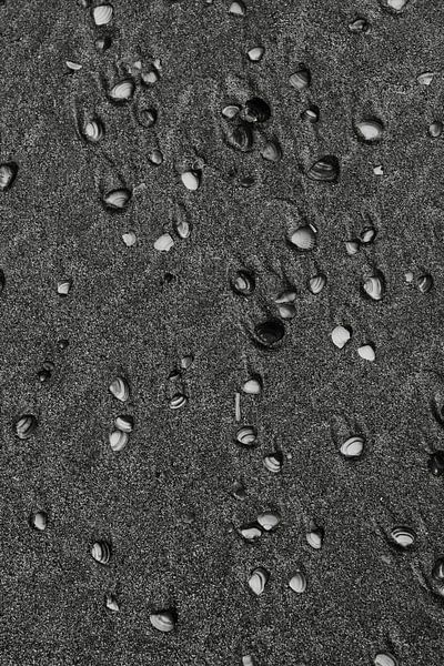 La plage de Castricum aan Zee, en Hollande du Nord. par Manon Visser