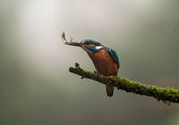 kingfisher