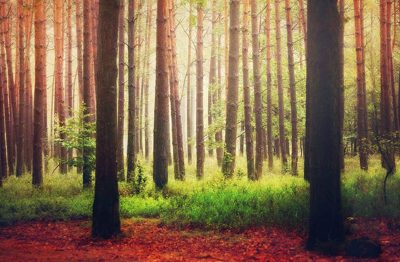 Enlightened Trees... by LHJB Photography