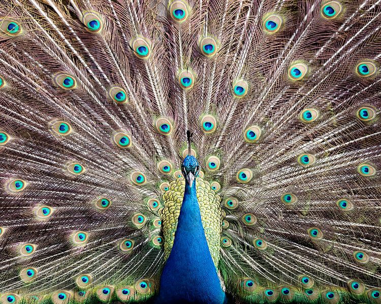 Le paon montre sa beauté par Patrick van Bakkum