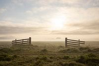 Panoramablick über die neblige Landschaft von Midden-Delfland