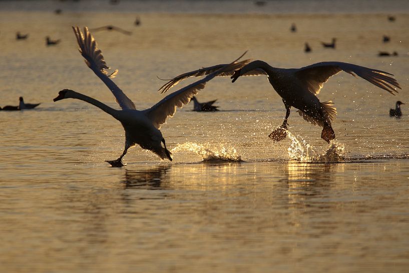 Schwäne laufen bei Sonnenuntergang über das Wasser von Anne Ponsen