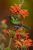 Zuidelijke dubbelkraag