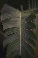 Botanischer Druck tropisches Blatt