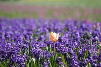 Tulpen- und Hyazinthenzwiebelfeld Texel