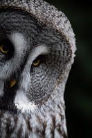 Lapplandeule, Graue Eulenaugen