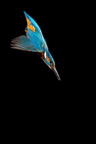 Eisvogel, der im Wurf fotografiert wurde. von Jeroen Stel
