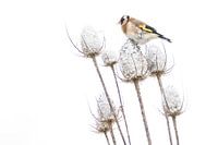 Stieglitz auf Schneeglöckchen