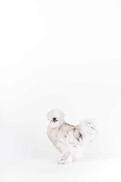 Seidenhenne Rollo von Janine Bekker Photography