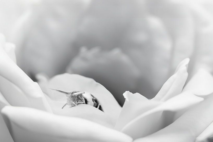 High Key Photography: Elegante weiße Rose mit Schnecke - Schwarz-weißes Kunstwerk für ruhige Innenräume von Elianne van Turennout