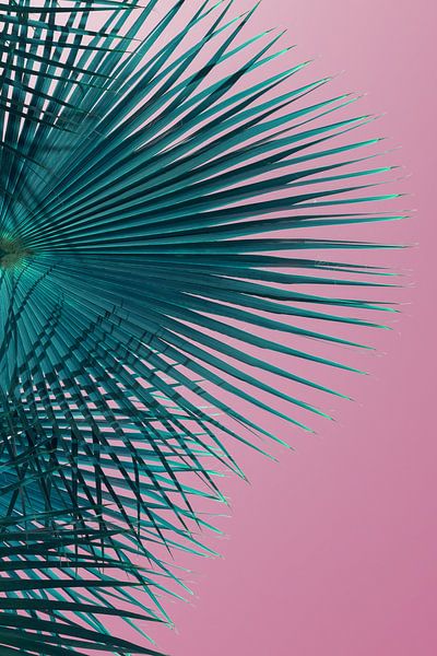 Blue green palm leaf and pink sky, summer season by Adriana Mueller