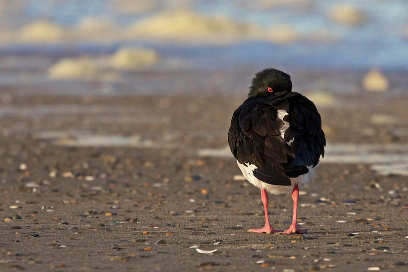 Austernfischer von Thijs Schouten