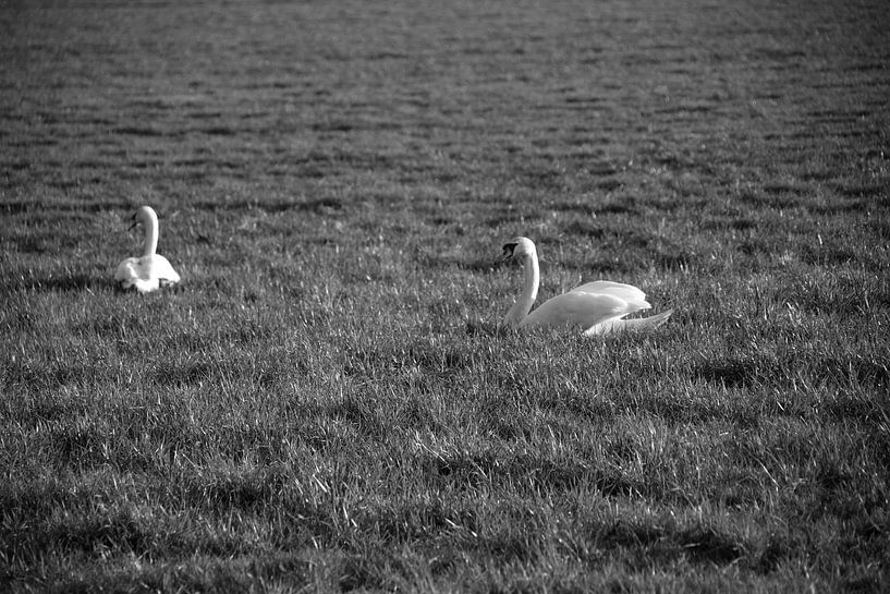 Two swans on a meadow in Emsland by Bianca Meyering Fotos - BMF