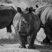 Oog in oog met een neushoorn