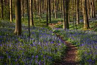 Kleiner Pfad im märchenhaften Hallerbos, Belgien