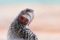 Zie je mij? Geelsnaveltok vraagt aandacht.