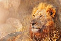 Lion in the light, South Africa
