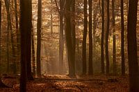 Ein Spaziergang im Wald