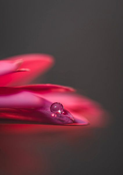 The drop of water on the petal by Robby's fotografie