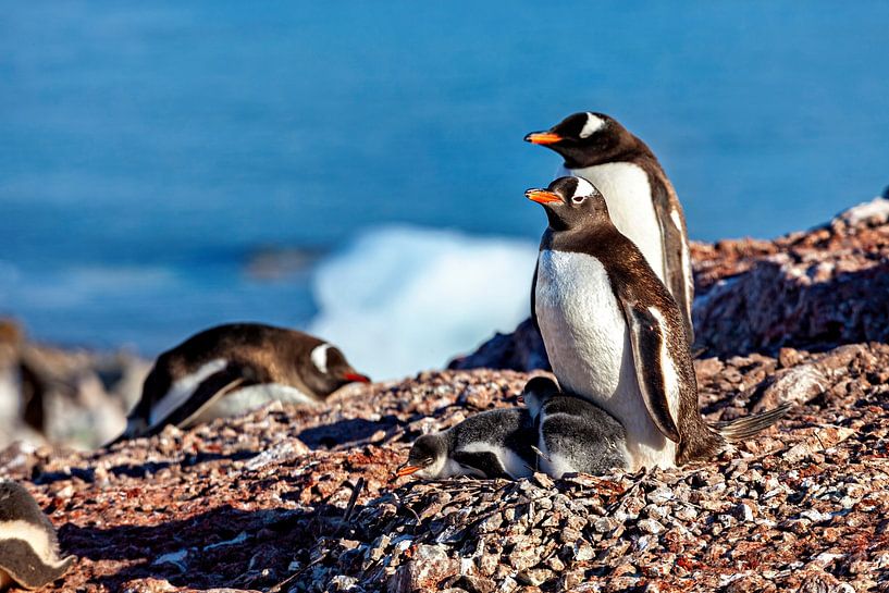 Gentoo penguins in the Antarctic by Roland Brack