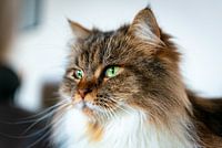 Floki bei bester Gesundheit