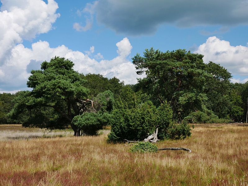 La lande avec des genévriers et des pins volants par Wim vd Neut