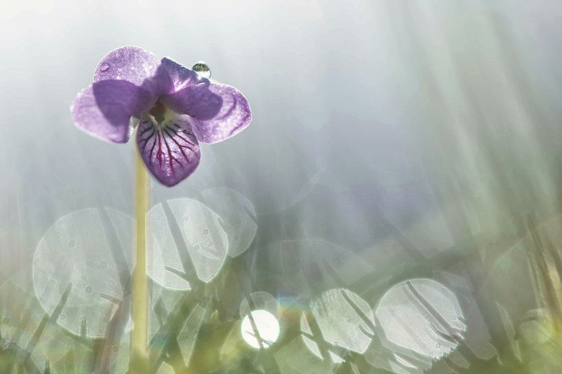 Moerasviooltje met dauwdruppel by Natuurfotografie_simoneopdam