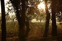 Durchsichtige Bäume.