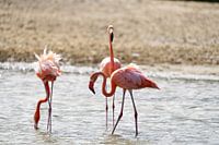 Drei rosa Flamingos (Phoenicopterus ruber) in den Salinen von Jan Kok auf Curaçao.