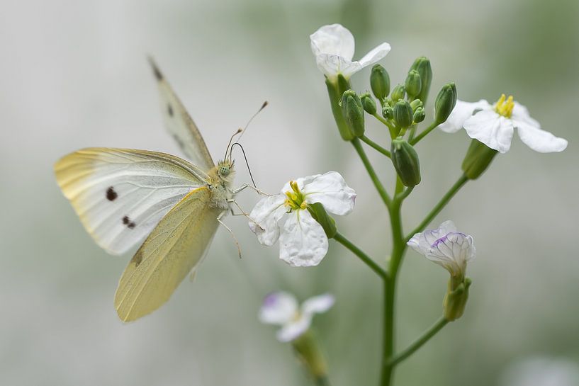 Atterrissage d'un papillon par Danny Slijfer Natuurfotografie