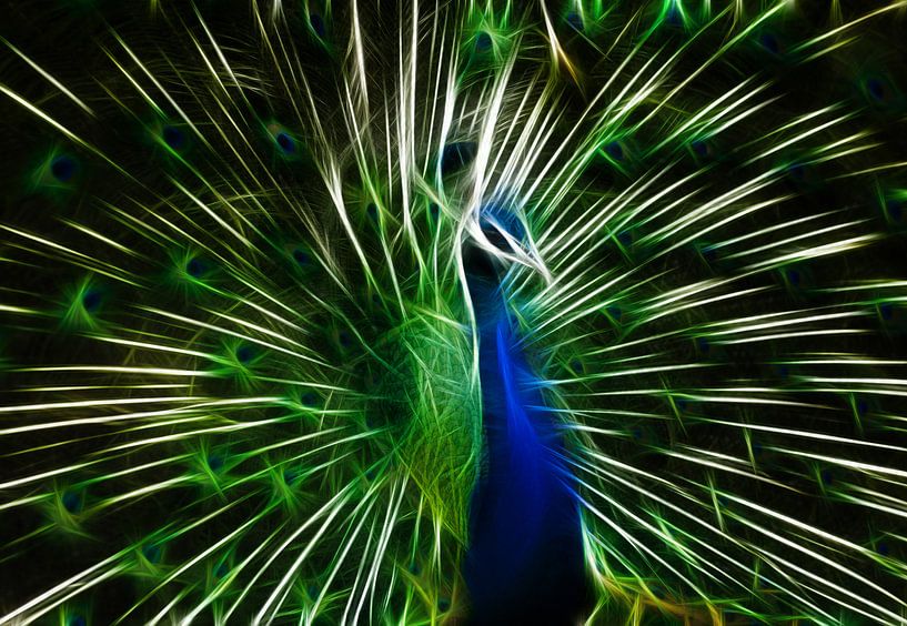 Der Pfau von Bert Hooijer