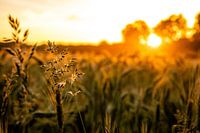 Details in the grass