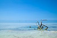 FLORIDA TOUCHES Racine solitaire